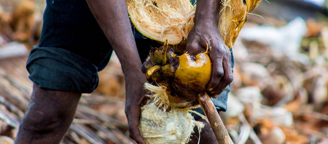 En Mozambique, la inversión ambiental genera beneficios para los más pobres. Las comunidades locales se esfuerzan por proteger su ecosistema para preservar sus ingresos tras un enfermedad que devastó las plantaciones de coco. Crédito: PNUMA.