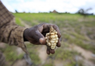 Un agricultor de susbsistencia de Zimbabwe muestra un maíz deforme que cultivó en su campo a las afueras de Harare. Crédito: FAO.
