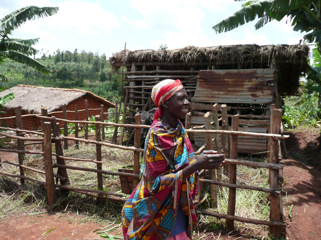 En Burundi, un proyecto de ganadería de propiedad comunitaria contribuyó a generar solidaridad y reducir el conflicto entre aldeanos, a pesar de la violenta guerra civil que azotaba al país. Crédito: Anna Manikowska Di Giovanni
