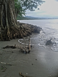 Este otro árbol de una de las playas de Balfate podría caerse en seis meses por la fuerza de las olas que labra sus raíces, como parte de la avanzada del mar. Crédito: Cortesía de Hugo Galeano para IPS