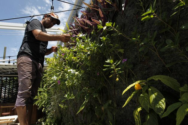 Rai García, uno de los dos socios fundadores de la empresa ecológica Arbio, especializada en el diseño, ejecución y mantenimiento de ecosistemas verticales, atiende un jardín en construcción ubicado en el interior del proyecto cultural Fabrica de Arte cubano, en La Habana, en Cuba. Crédito: Jorge Luis Baños/IPS