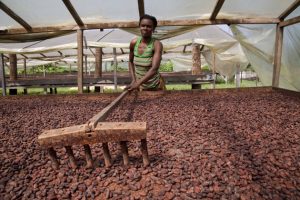 El cacao que exporta a la Unión Europea es la principal fuente de ingresos para el pequeño país africano Santo Tomé y Príncipe. La ONU advierte que la merma en el consumo y las importaciones en los principales mercados, así como la caída de los precios de los productos básicos, afectarán este año a los países en desarrollo. Foto: FIDA