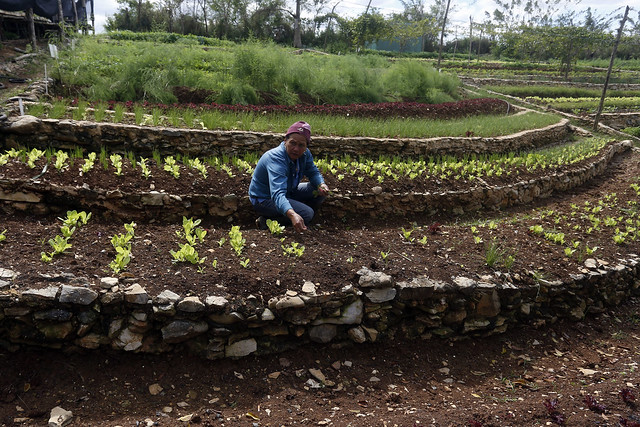 Una mujer siembra hortalizas en una de las terrazas de la Finca Marta, que desarrolla una agricultura ecológica después de domar con soluciones sostenibles una tierra hostil, en el municipio de Caimito, en la provincia cubana de Artemisa. Foto: Jorge Luis Baños/IPS