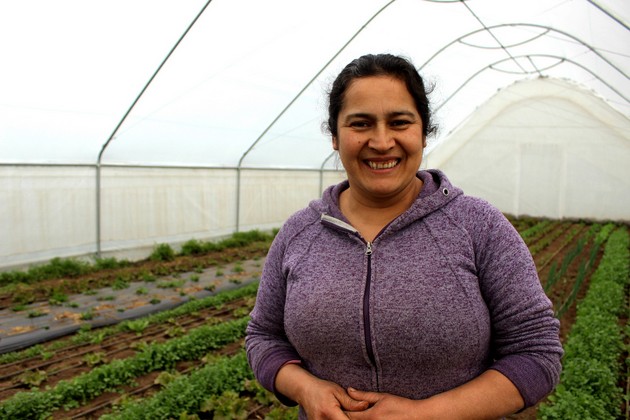 La agricultora Nancy, una de las beneficiarias del proyecto de Comunidades Mediterráneas Sostenibles en el municipio de San Nicolás, en Chile, en medio de un invernadero de cultivos agroecológicos. Foto: PNUD Chile