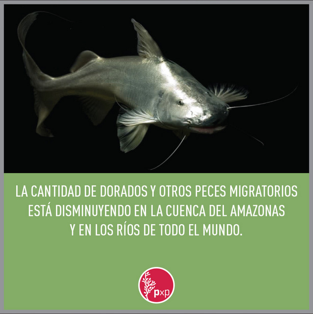 La desaparición mundial de los peces migratorios