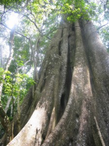  La Reserva Forestal de Mabira, en Uganda, está en riesgo de deforestación. En 2011 el gobierno anunció que destinaría parte de la misma a plantaciones de azúcar. Crédito: Isaiah Esipisu/IPS.