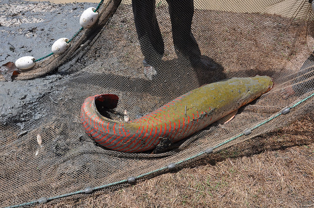 Un arapaima, el pez de agua dulce más grande del mundo, está amenazado por la sobrepesca. Crédito: Desmond Brown/IPS