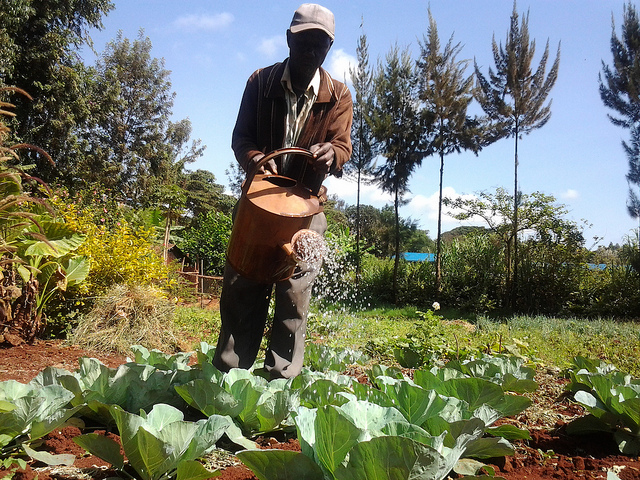 Los agricultores de Kenia, especialmente los pequeños productores, viven tiempos de incertidumbre ya que las condiciones climáticas extremas hicieron que las principales fuentes de agua del país produzcan menos que antes. Crédito: Miriam Gathigah/IPS