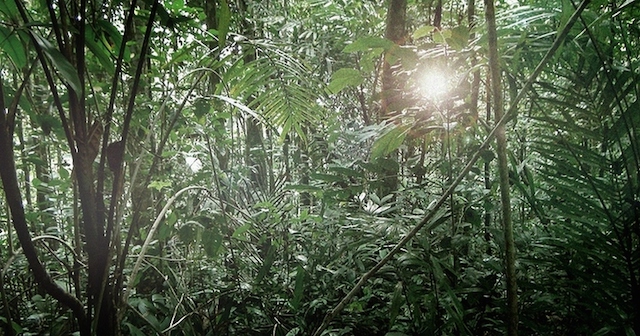 El bosque de Kasigau prospera gracias a los esfuerzos de conservación y la aplicación de un proyecto de REDD+. Cortesía: Wildlife Works 