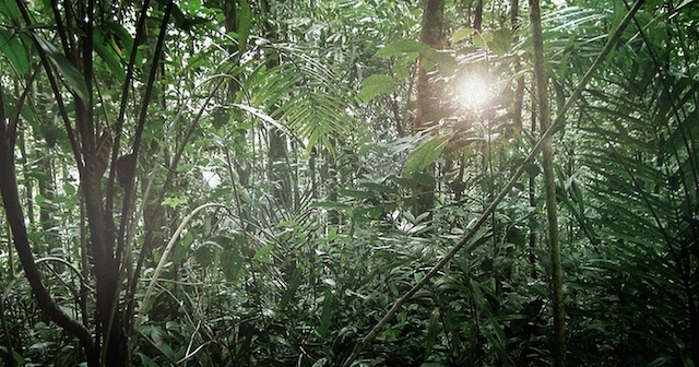 El bosque de Kasigau prospera gracias a los esfuerzos de conservación y la aplicación de un proyecto de REDD+. Cortesía: Wildlife Works