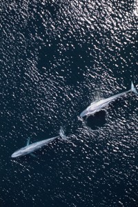 El Domo Térmico es un espacio clave para la migración de ballenas, tanto azules como jorobadas. La industria del avistamiento de ballenas florece en el océano Pacífico costarricense. Crédito: Fundación MarViva