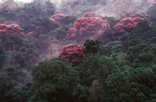 El manejo comunitario de los indígenas de sus bosques es aún un tema pendiente en Panamá. Zona boscosa tropical de la provincia de Bocas del Toro, en el norte del país. Crédito: Instituto Smithsonian de Investigaciones Tropicales