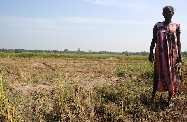 Una mujer parada en su terreno desecado en el oriental distrito de Batticaloa, una de las regiones arroceras más grandes de Sri Lanka, que sufrió el impacto de una sequía de 11 meses. Crédito: Amantha Perera/IPS.