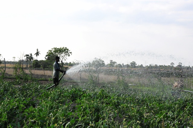 Un hombre usa una bomba industrial en la zona de Karadiyanaru, en el oriental distrito de Batticaloa, en Sri Lanka. Los especialistas alertan sobre el uso de poderosas bombas de agua en esa región árida, que somete a la napa freática a una presión excesiva. Crédito: Amantha Perera/IPS.