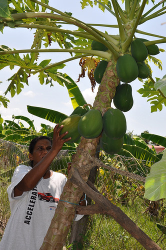 Bhimwattie Sahid cosecha una papaya en su huerta de Guyana. La seguridad alimentaria es motivo de mayor preocupación en el Caribe debido a que la variabilidad climática afecta a la agricultura. Crédito: Desmond Brown/IPS