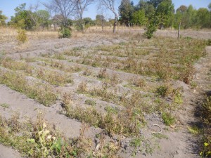 La lucha de sucesión en el ZANU-PF relegó la agricultura, al igual que otros temas de desarrollo, a un plano secundario. Crédito: Jeffrey Moyo/IPS