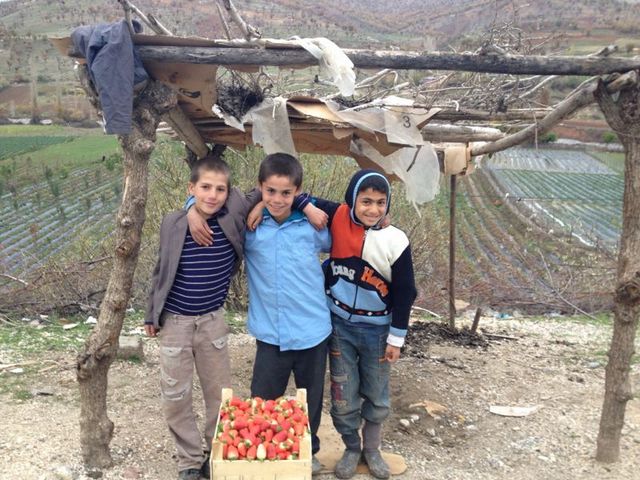 Niños turcos con a una caja de fresas que recién cosecharon. La respuesta ante los efectos del cambio climático de la agricultura será clave para poder alcanzar los Objetivos de Desarrollo Sostenible. Crédito: PNUD