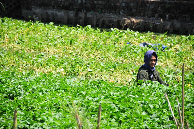 Un hombre cosecha verduras de su terreno que también es un agujero de agua podrida a las afueras de Yangón. El Banco Mundial estima que por lo menos 32 por ciento de los menroes de cinco años sufren malnutrición en Myanmar. Crédito: Amantha Perera/IPS.