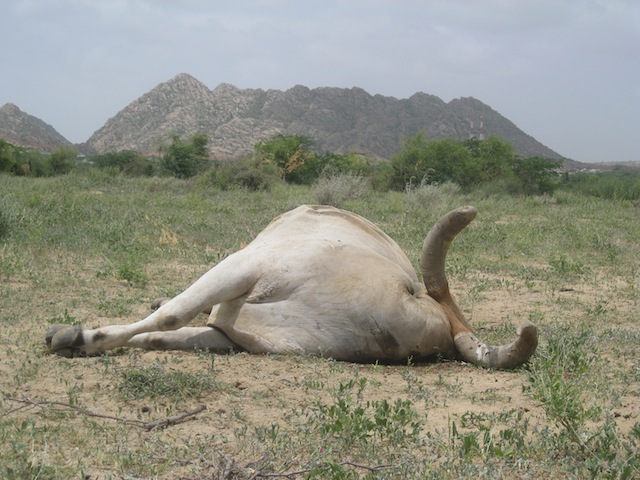 Miles de animales murieron de hambre a raíz de la sequía en la zona. Crédito: Irfan Ahmed/IPS