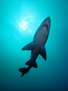Un tiburón toro en Shoal Bay, Nueva Gales del Sur, Australia. Crédito: Klaus Stiefel/cc by 2.0