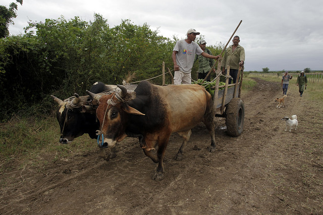 Campesinos transitan por un camino rural del municipio de Cauto Cristo, que en la estación de las lluvias se vuelve intransitable, como otros muchos en la oriental provincia de Granma, en Cuba. Crédito: Jorge Luis Baños/IPS