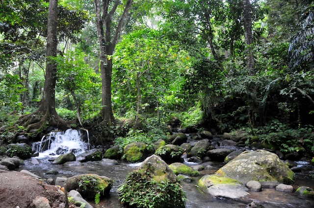 Según el Fondo Mundial para la Naturaleza, en las últimas tres décadas, Indonesia y Malasia perdieron en total 3,5 millones de hectáreas de bosques por las plantaciones de la palma aceitera. Crédito: Amantha Perera/IPS 