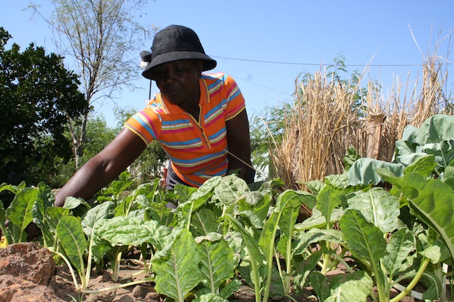 Las mujeres de Lupane invierten las ganancias que obtienen con sus artesanías en sus cultivos. Crédito: Busani Bafana/IPS