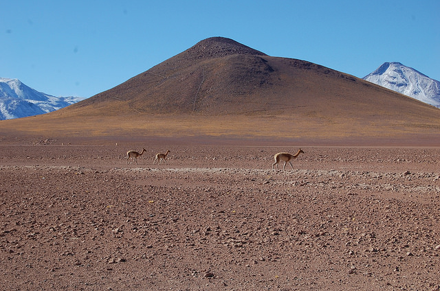 El desierto de Atacama, el más árido del mundo, acoge parte importante del potencial geotérmico de Chile y es el asiento de la primera planta sudamericana para aprovechar esa energía. Crédito: Marianela Jarroud/IPS