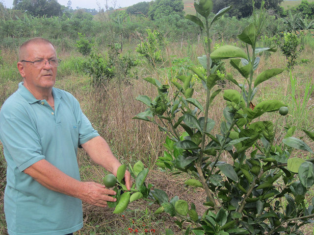 El líder campesino Idevan Correa examina uno de sus nuevos naranjos. Él decidió volver a plantar un naranjal, gracias a la ley brasileña que obliga a que al menos 30 por ciento de los alimentos consumidos en las escuelas procedan de la agricultura familiar local. El municipio de Itaboraí fue famoso por sus naranjas hasta que una plaga redujo su producción. Crédito: Mario Osava/ IPS