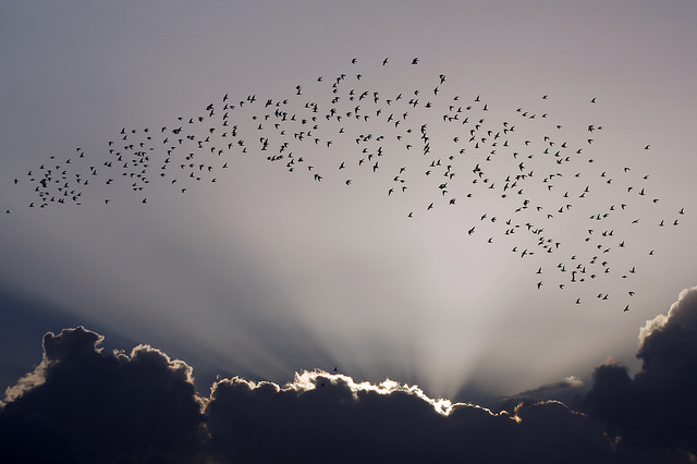Una bandada de aves sobrevuela un barrio costero de La Habana, en Cuba.El Corredor Biológico en el Caribe es una zona de tránsito de aves migratorias, cuya conservación exige acciones multilaterales en tiempos de recalentamiento planetario. Crédito: Jorge Luis Baños/IPS