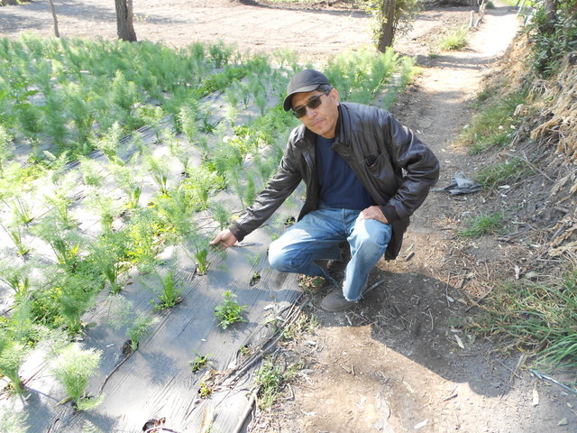 El agricultor David Jiménez ante unas hileras de hierbas cultivadas en su predio en San Gregorio de Atlapulco, en Xochimilco, demarcación territorial (municipio) de Ciudad de México, donde sobrevive la chinampa, un milenaria técnica azteca que aprovecha los humedales de la zona. Crédito: Emilio Godoy/IPS