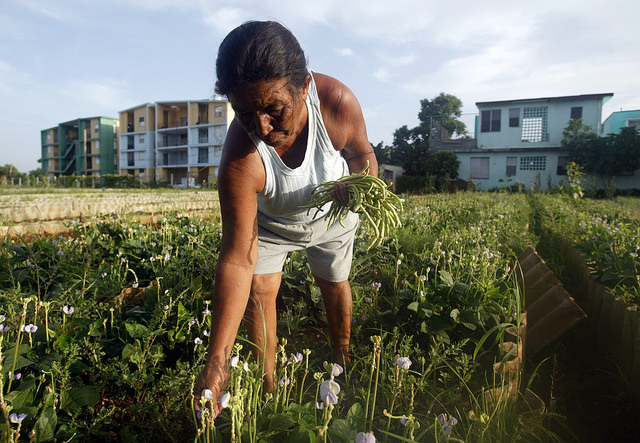 Una mujer recolecta habichuelas orgánicas en el organopónico La Sazón, en el barrio de Casino Deportivo de La Habana, que forma parte del sistema de agricultura urbana de Cuba. Crédito: Jorge Luis Baños/IPS