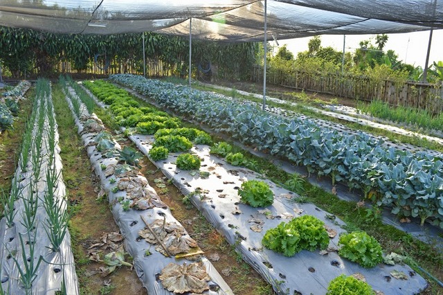El sistema de las casas sombra permite diversificar las hortalizas que se producen en la región de Brunca, en sur de Costa Rica. Algunas, como la lechuga, se cosechaban regularmente en la zona pero otras como el brócoli y la coliflor son solo posibles con el modelo que promueve la FAO. Crédito: Diego Arguedas Ortiz/IPS
