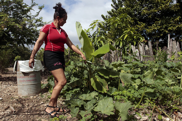 Aliuska Labrada, de 39 años, camina entre las plantas de su conuco, con el que mejora y diversifica la dieta de su familia, en la Ciénaga de Zapata, en la occidental provincia de Matanzas, en Cuba. Crédito: Jorge Luis Baños/IPS