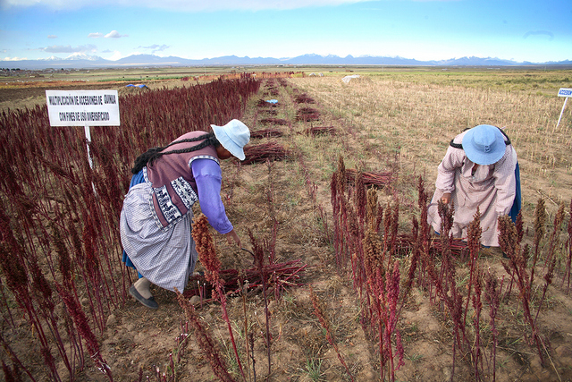 Campesinas quechuas siembran semillas de quinoa en una región andina de Perú. El uso comercial de la riqueza genética en América Latina ha generado un rechazo extendido entre organizaciones de la sociedad civil y pueblos indígenas. Crédito: Cortesía de Biodiversity International