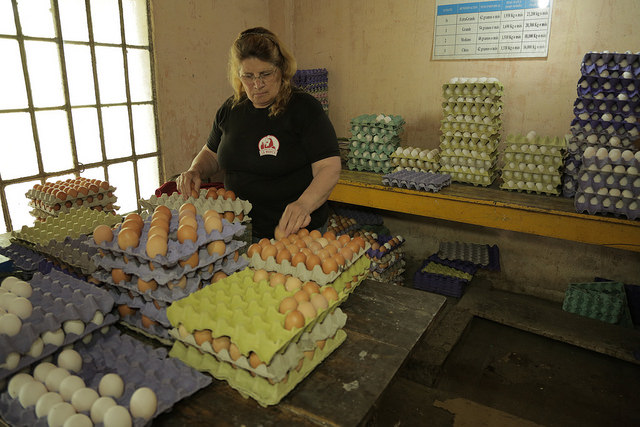 La productora avícola Graciela Rincón, prepara los huevos para la venta en su granja en El Pato, una localidad del municipio de Berazategui, a 44 kilómetros de Buenos Aires, la capital de Argentina. Crédito: Guido Ignacio Fontán/IPS