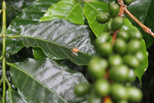 El manejo agroecológico mantiene la biodiversidad de los ecosistemas nativos de las áreas de producción. Esta riqueza no se da cuando se utilizan productos químicos para fumigar o fertilizar los cafetales. Crédito: FAO Guatemala