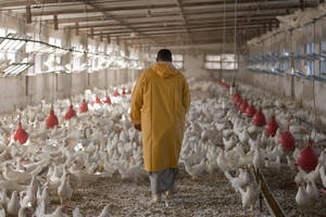En la foto una granja aviar de Egipto. Mantener una buena higiene en las granjas aviares permitiría no depende tanto de estos y ayudar a frenar el aumento de la resistencia a ellos. Crédito: FAO.