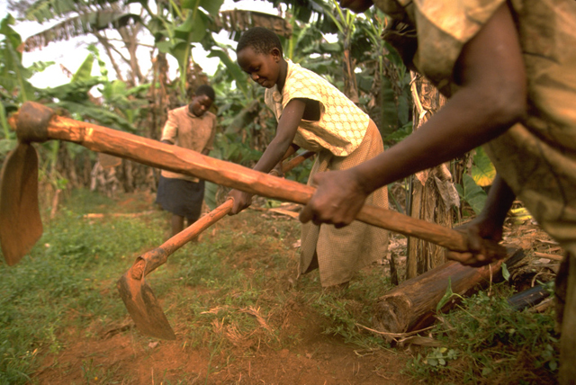 Las campesinas de Uganda necesitan mejores herramientas  de mano y de tracción animal. Crédito: IFAD.