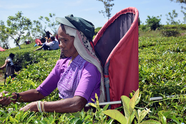 Una recolectora de té en la plantación Bearwell de Sri Lanka, que aplica una gestión sostenible de la tierra a lo largo de su cadena de suministro. Crédito: Stella Paul / IPS