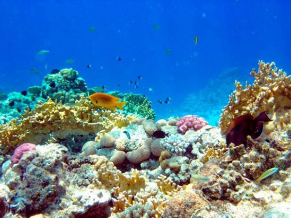 Un coral de una zona montañosa submarina del Parque Nacional Coiba, en Panamá. Crédito: Instituto Smithsonian de Investigaciones Tropicales