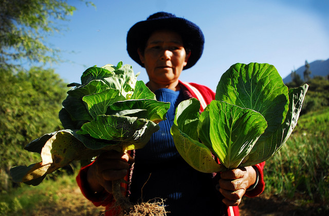 Clemencia Zapata, de Villa Esperanza, muestra orgullosa las hojas de dos coles recién cosechadas en su pequeña finca a más de 3.000 metros de altura, que cultiva con bioinsumos producidos por la FAO y la alcaldía para reemplazar en los Andes bolivianos la producción con agroquímicos. Crédito: Franz Chávez/IPS