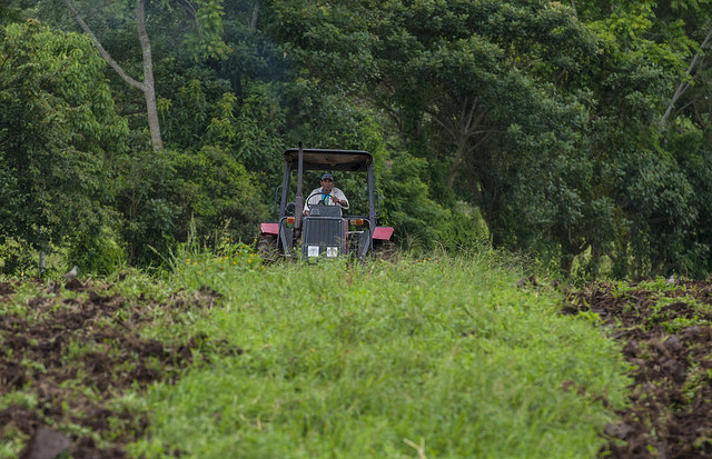 El buen invierno, la estación tropical de las lluvias, en las zonas agrícolas del norte de Nicaragua, frenó este año la migración hacia la vecina región del Caribe Norte de los campesinos, con dañinas prácticas de talar los bosques para cultivar. Crédito: Wilmer López/IPS