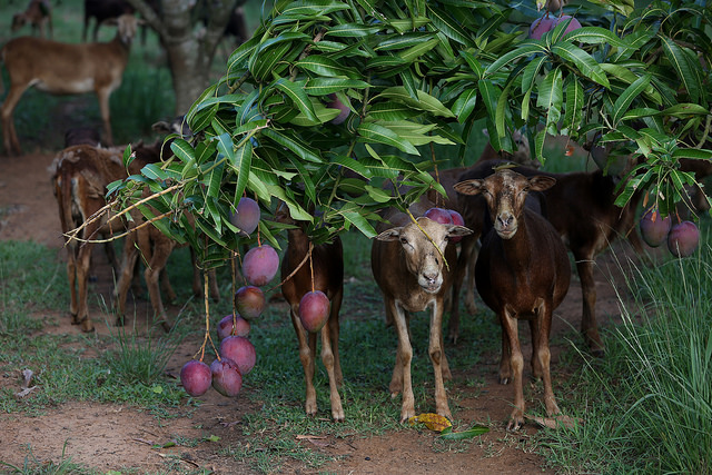 En la finca Tierra Brava, dedicada al cultivo de frutas, un alimento caro y escaso en Cuba, también se crían ovejas, de las que se producen 2,7 toneladas de carne al año. Crédito: Jorge Luis Baños/IPS