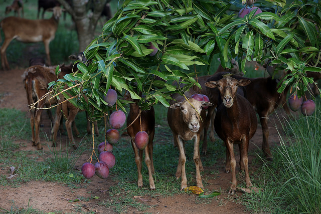 En la finca Tierra Brava, dedicada al cultivo de frutas, un alimento caro y escaso en Cuba, también se crían ovejas, de las que se producen 2,7 toneladas de carne al año. Crédito: Jorge Luis Baños/IPS
