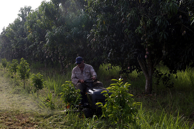 Un trabajador opera una podadora de bajo impacto, utilizada en la agricultura de conservación para desbrozar el suelo, en la finca Tierra Brava, en Los Palacios, un municipio en el extremo occidental de Cuba. Crédito: Jorge Luis Baños/IPS