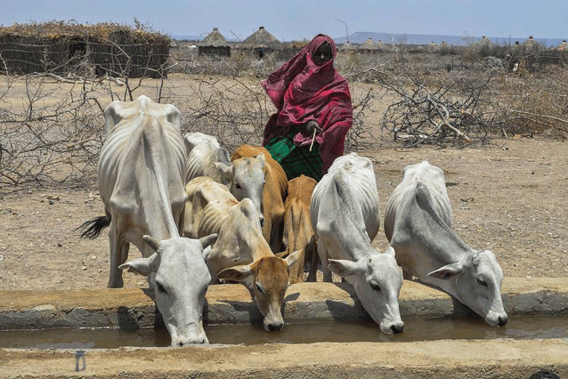 Golpes climáticos consecutivos causaron una sequía tras otra, dejando casi nada de pastura para los animales y a más de 8,5 millones de personas necesitadas de asistencia alimentaria. Crédito: FAO