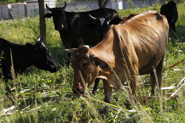 El ganado es alimentado con una mezcla propia de plantas forrajeras, cultivadas en la finca Jibacoa, en el municipio Boyeros de la capital de Cuba. Crédito: Jorge Luis Baños/IPS