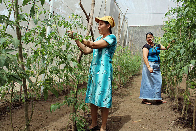 Mercedes Sánchez de García y Doris Gómez de Mujeres en Acción desmochando los brotes de tomate. Crédito: Monika Remé/ONU Mujeres