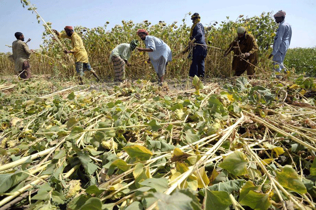 Cosecha de girasoles en Pakistán. Crédito: FAO